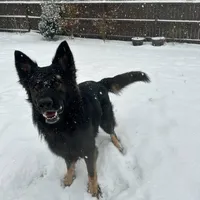 Koba, a male German Shepherd Dog for sale in Monroe, GA – Photo 6 of 7