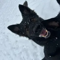 Koba, a male German Shepherd Dog for sale in Monroe, GA – Photo 7 of 7