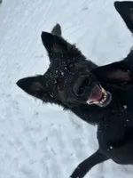 Koba, a male German Shepherd Dog for sale in Monroe, GA – Photo 7 of 7