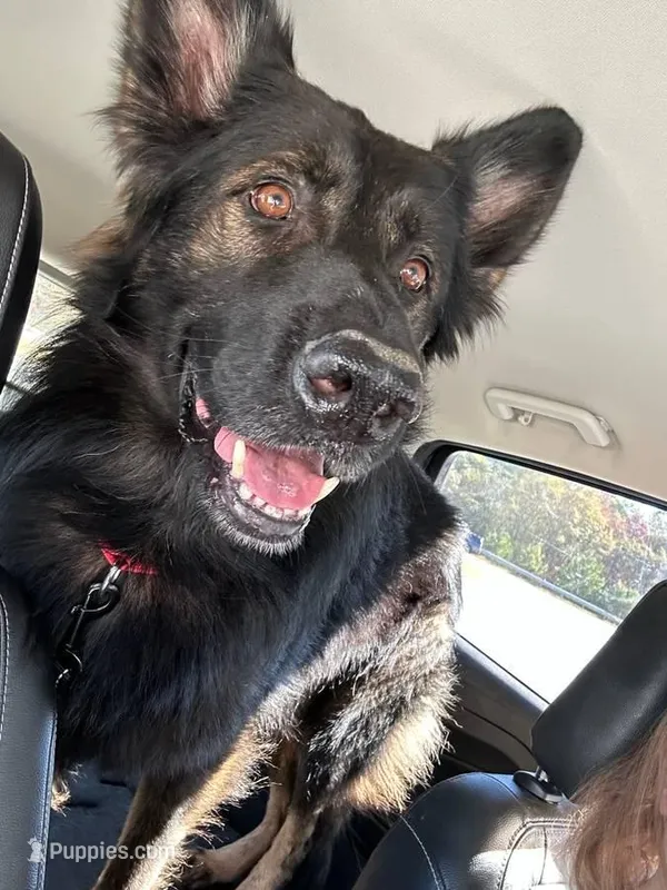 Koba, a male German Shepherd Dog for sale in Monroe, GA – Photo 1 of 7