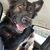 Koba, a male German Shepherd Dog for sale in Monroe, GA – Photo 1 of 7