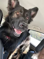 Koba, a male German Shepherd Dog for sale in Monroe, GA – Photo 1 of 7