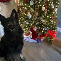 Koba, a male German Shepherd Dog for sale in Monroe, GA – Photo 4 of 7