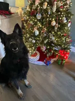 Koba, a male German Shepherd Dog for sale in Monroe, GA – Photo 4 of 7