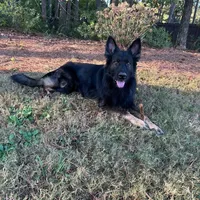 Koba, a male German Shepherd Dog for sale in Monroe, GA – Photo 2 of 7