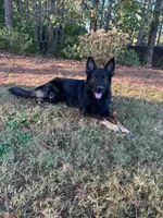Koba, a male German Shepherd Dog for sale in Monroe, GA – Photo 2 of 7