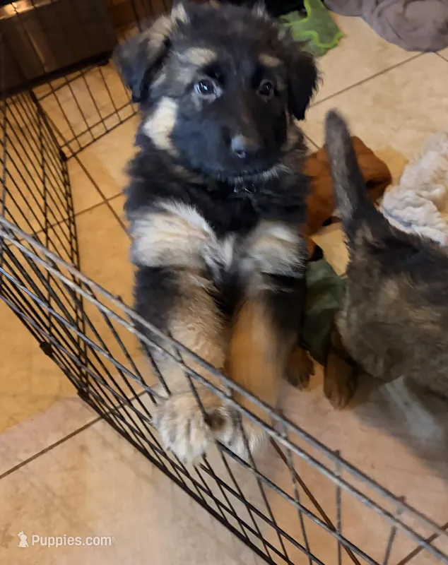 Teddy , a male German Shepherd Dog for sale in Monroe, GA – Photo 1 of 5