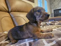 Ruby, a female Miniature Dachshund for sale in Phoenix, AZ – 9 of 10