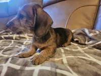 Ruby, a female Miniature Dachshund for sale in Phoenix, AZ – 8 of 10