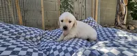 Timmy, a male English Cream Golden Retriever for sale in Phoenix, AZ – 2 of 2