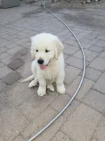 Sir Topham Hat , a male English Cream Golden Retriever for sale in Phoenix, AZ – 3 of 3