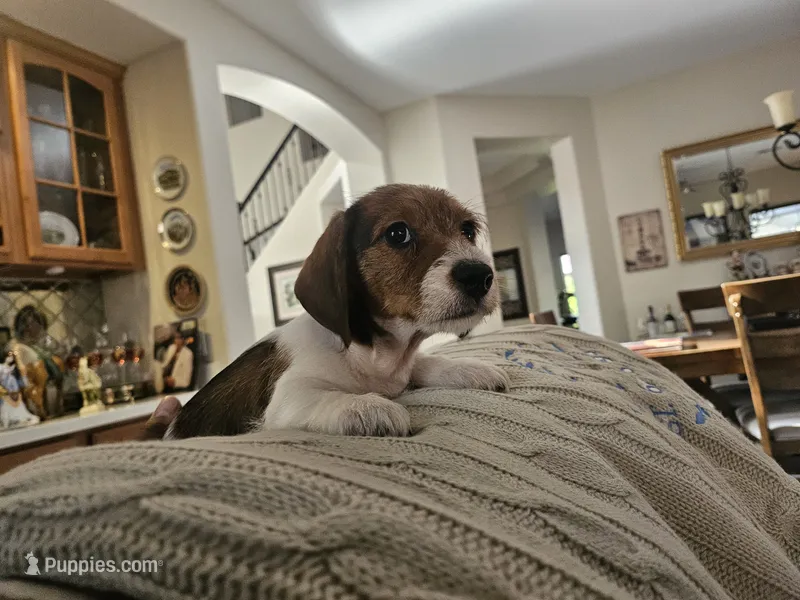 Prince Erick  – Miniature Dachshund puppy for sale in Phoenix, AZ