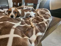 Sir Stanley , a male Miniature Dachshund for sale in Phoenix, AZ – 2 of 2