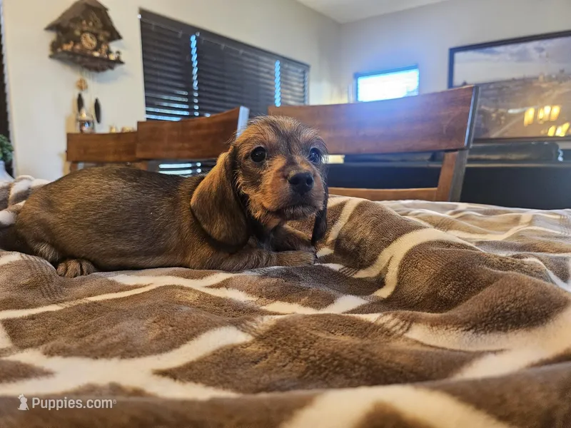 Ruby – Miniature Dachshund puppy for sale in Phoenix, AZ