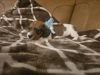 Prince Erick , a male Miniature Dachshund for sale in Phoenix, AZ – 4 of 5
