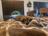 Ruby, a female Miniature Dachshund for sale in Phoenix, AZ – 5 of 5