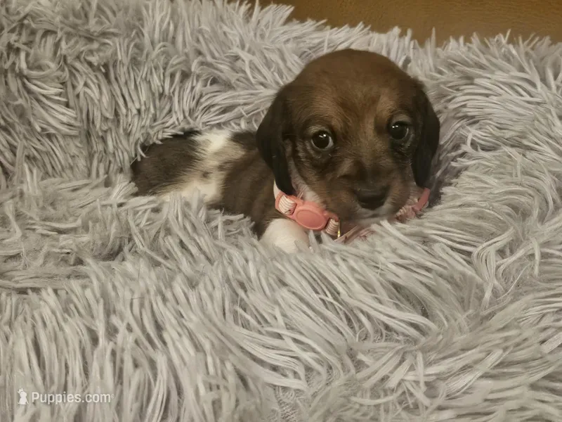 Moana – Miniature Dachshund puppy for sale in Phoenix, AZ