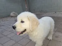 Sir Topham Hat , a male English Cream Golden Retriever for sale in Phoenix, AZ – 2 of 3