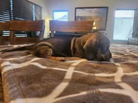Ruby, a female Miniature Dachshund for sale in Phoenix, AZ – 4 of 5