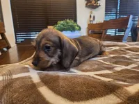Ruby, a female Miniature Dachshund for sale in Phoenix, AZ – 3 of 5