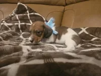 Prince Erick , a male Miniature Dachshund for sale in Phoenix, AZ – 3 of 5