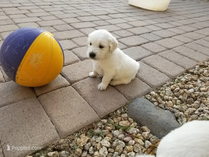 Timmy – English Cream Golden Retriever puppy for sale in Phoenix, AZ