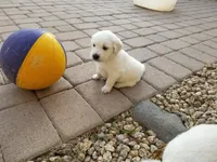 Timmy, a male English Cream Golden Retriever for sale in Phoenix, AZ – 1 of 2