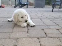 Little Timmy, a male English Cream Golden Retriever for sale in Phoenix, AZ – 2 of 3