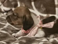 Moana, a female Miniature Dachshund for sale in Phoenix, AZ – 3 of 3