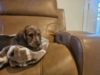 Ruby, a female Miniature Dachshund for sale in Phoenix, AZ – 7 of 10