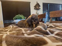 Ruby, a female Miniature Dachshund for sale in Phoenix, AZ – 1 of 5