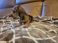 Ruby, a female Miniature Dachshund for sale in Phoenix, AZ – 6 of 10