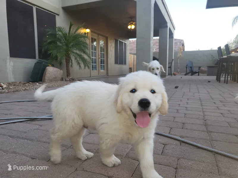 Little Timmy – English Cream Golden Retriever puppy for sale in Phoenix, AZ