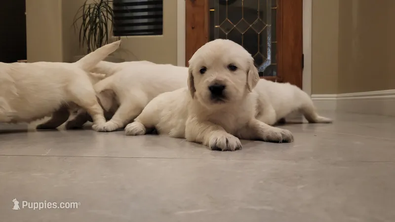 Sir Stanley  – English Cream Golden Retriever puppy for sale in Phoenix, AZ