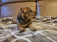 Ruby, a female Miniature Dachshund for sale in Phoenix, AZ – 4 of 10