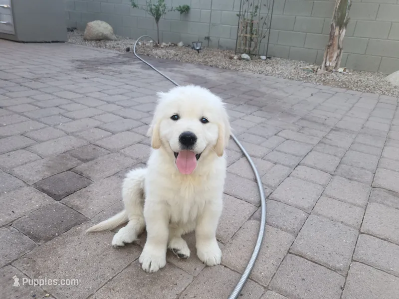 Sir Topham Hat  – English Cream Golden Retriever puppy for sale in Phoenix, AZ