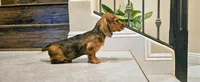 Penelope , a female Miniature Dachshund for sale in Phoenix, AZ – Photo 1 of 3