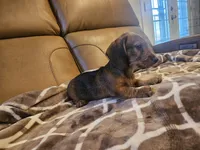 Ruby, a female Miniature Dachshund for sale in Phoenix, AZ – 5 of 10