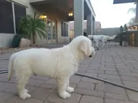 Little Timmy, a male English Cream Golden Retriever for sale in Phoenix, AZ – 3 of 3