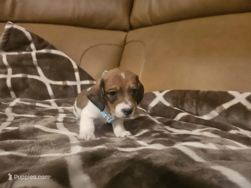 Prince Erick  – Miniature Dachshund puppy for sale in Phoenix, AZ