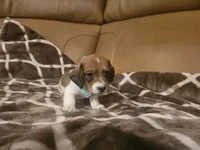 Prince Erick , a male Miniature Dachshund for sale in Phoenix, AZ – 1 of 5