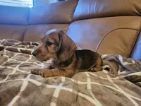 Ruby, a female Miniature Dachshund for sale in Phoenix, AZ – 3 of 10