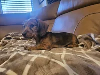 Ruby, a female Miniature Dachshund for sale in Phoenix, AZ – 1 of 10