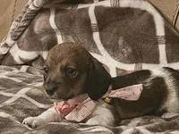 Moana, a female Miniature Dachshund for sale in Phoenix, AZ – 2 of 3