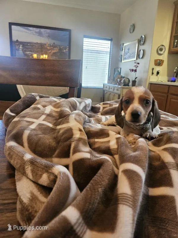 Sir Stanley  – Miniature Dachshund puppy for sale in Phoenix, AZ