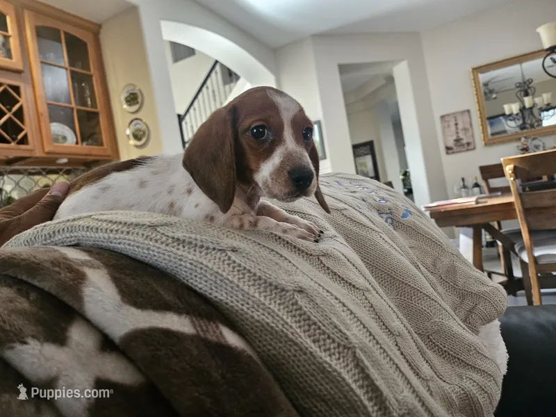 Sir Stanley  – Miniature Dachshund puppy for sale in Phoenix, AZ