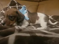 Prince Erick , a male Miniature Dachshund for sale in Phoenix, AZ – 2 of 5