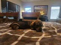 Ruby, a female Miniature Dachshund for sale in Phoenix, AZ – 2 of 5