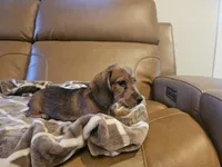 Ruby, a female Miniature Dachshund for sale in Phoenix, AZ – 10 of 10