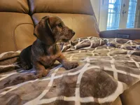 Ruby, a female Miniature Dachshund for sale in Phoenix, AZ – 2 of 10